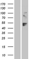 Lymphocyte Activation Gene 3 (LAG3) Human Over-expression Lysate
