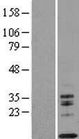 IL13 Human Over-expression Lysate