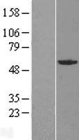 GABPA Human Over-expression Lysate