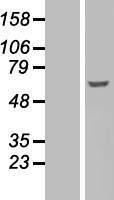 FYN Human Over-expression Lysate