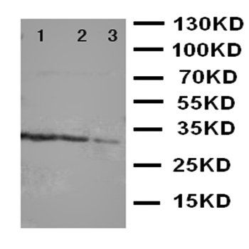 TRAF1 Antibody