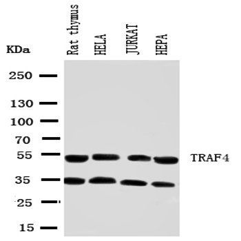 TRAF4 Antibody
