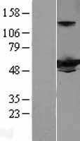 IFIT3 Human Over-expression Lysate