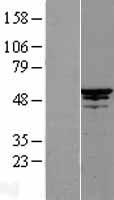 CDC20 Human Over-expression Lysate