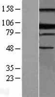 PRDM1 Human Over-expression Lysate