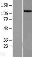 VWA8 Human Over-expression Lysate