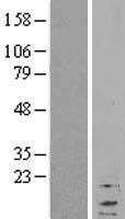 RPL37A Human Over-expression Lysate