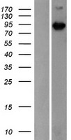 MAP3K15 Human Over-expression Lysate