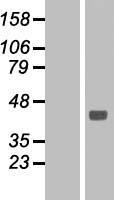 beta 1 Sodium Potassium ATPase (ATP1B1) Human Over-expression Lysate