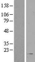 RPL27A Human Over-expression Lysate