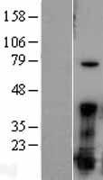 FGF1 Human Over-expression Lysate