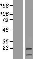 G CSF (CSF3) Human Over-expression Lysate
