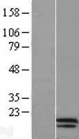 hCG (CGA) Human Over-expression Lysate