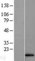 HBA1 Human Over-expression Lysate