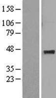 MAT1A Human Over-expression Lysate