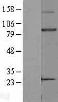 KEL Human Over-expression Lysate