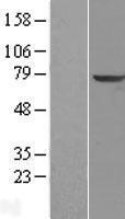 TPP1 Human Over-expression Lysate