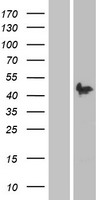 PAX2 Human Over-expression Lysate