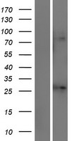 KCNJ1 Human Over-expression Lysate