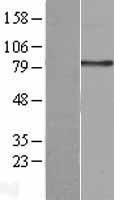 CD18 (ITGB2) Human Over-expression Lysate