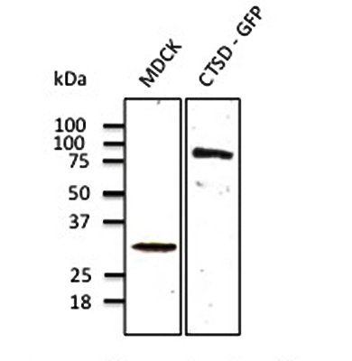 Anti-Cathepsin D
