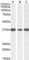 DDAH1 Antibody