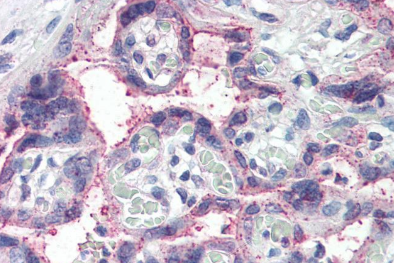 NOTCH3 Antibody