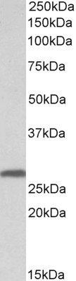 14-3-3 sigma/Stratifin Antibody