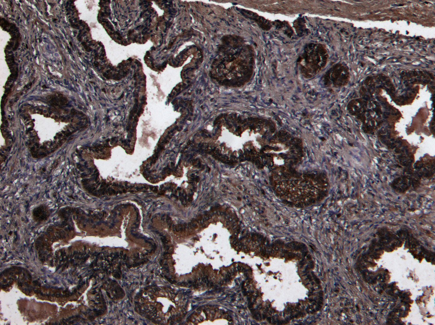 DPP4/CD26 Antibody
