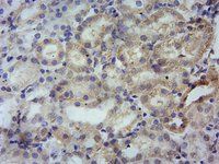 PBR (mouse) Antibody
