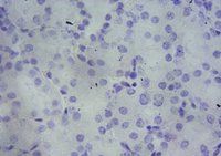 PBR (mouse) Antibody