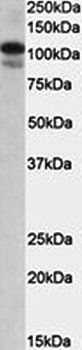SATB1 Antibody