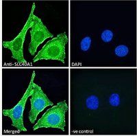 Goat anti-SLC40A1 (aa245-259) Antibody