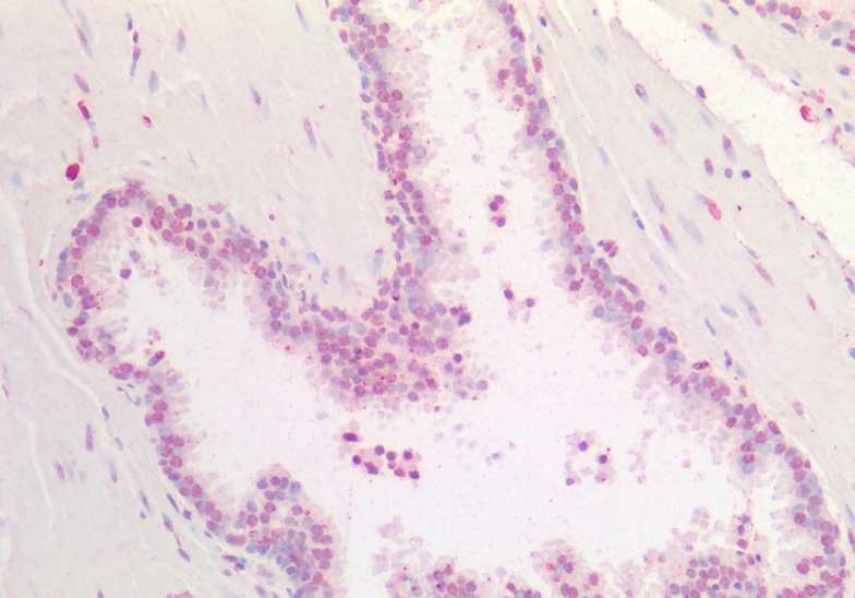 HOXA5 (aa157-168) Antibody