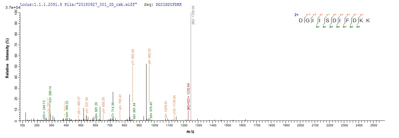 Human EIF2AK2 protein