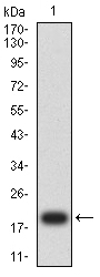 FLI1