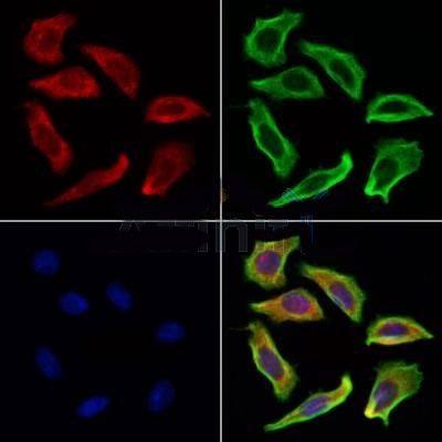 mTOR Antibody