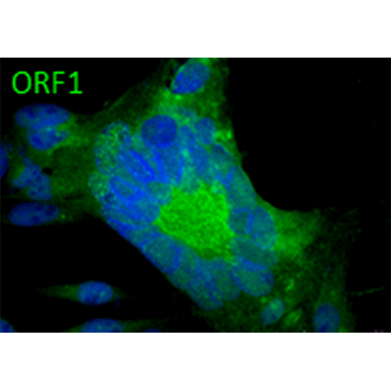 Anti-ORF1 (VZV) antibody