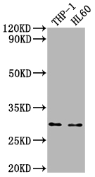 OSCAR Antibody