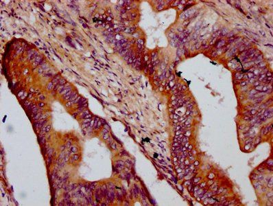 OTOP1 Antibody