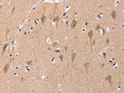 OTUB1 Antibody