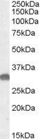 OTUB1 Antibody