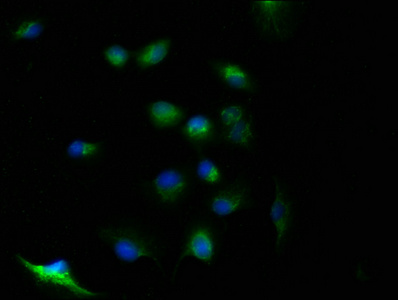 OTULIN Antibody