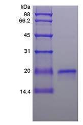 Ovine Interferon-Tau protein