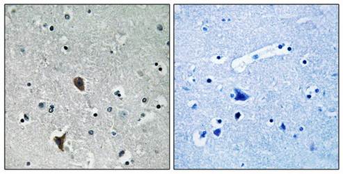 OXR1 Antibody