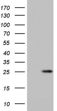 S100 alpha 6 Antibody