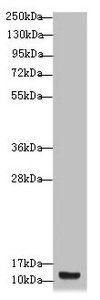 S100A14 Antibody