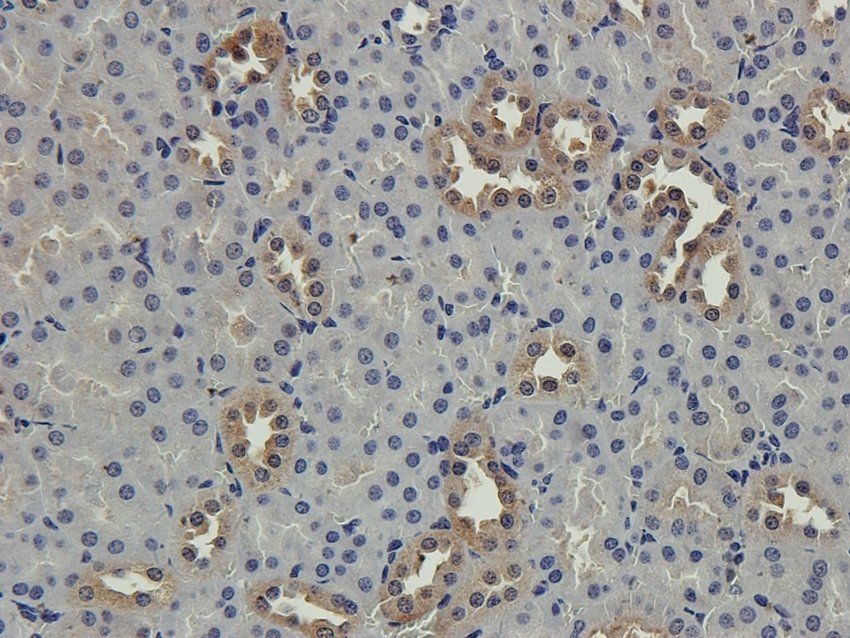 S13A1 antibody