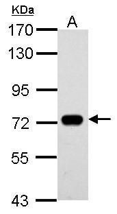 SAMHD1 antibody [N2C2], Internal