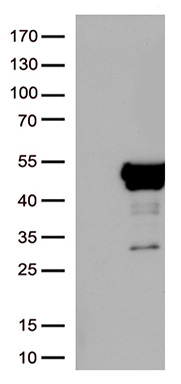 SAPAP3 Antibody